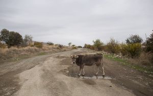 stefano majno cow lonely destroyed city.jpg